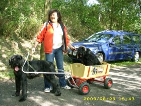 Hundeausstellung Stolpen Und Penig 004.jpg